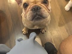 -柯斗斗主题餐厅·狗咖·围炉煮茶·茶饮(国瑞升平里店)