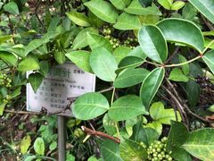 -广州神农草堂中医药博物馆