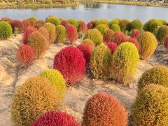-径山花海