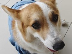 -怪兽屋·羊驼·猫咖·狗咖(俊华广场店)