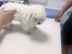 -宠颐生动物医院·心脏科·保险定点(锦阳分院)