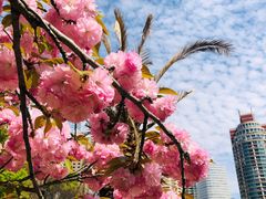 -新虹桥中心花园