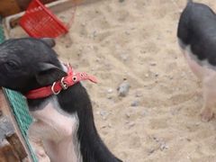 -前小桔亲子创意农场·草莓采摘·露营烧烤