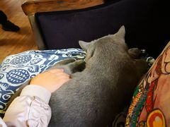 -more than meow吴止猫主题餐厅(承德 中船汇店)