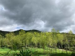 -大唐贡茶院