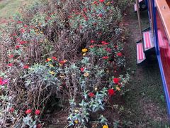 -永定河休闲森林公园