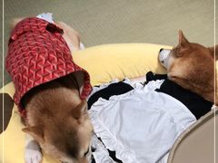 -逗柴咖啡屋·狗咖猫咖宠物桌游