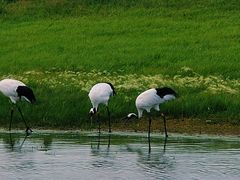 -黑龙江扎龙生态旅游区