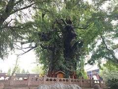 -大槐树寻根祭祖园