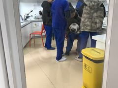 -伟伟宠物医院·瑞派猫友好医院·猫科(光谷店)