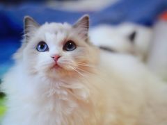 -Bastet sally猫舍购宠(静安店)