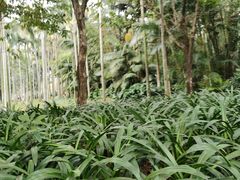 -荔枝公园(福田区)