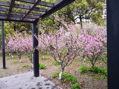 -高东镇樱花园