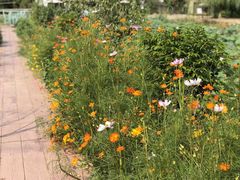 -三圣花乡旅游区