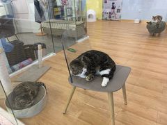 -猫冇咖·家门口的撸猫馆(大融城店)