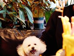 -百好乐宠物友好餐厅(朝外大街店)