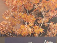 -东北范·金牌肘子·杀猪菜(美乐城店)