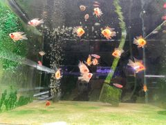 -苏州艺都古玩花鸟市场