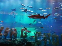 -迪拜水族馆及水下动物园