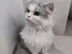 -怪兽屋·羊驼·猫咖·狗咖(俊华广场店)