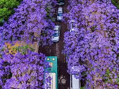 -丽江植物园