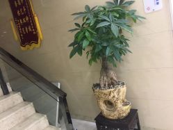 点击看大图 -痘博士广州·全国连锁祛痘机构