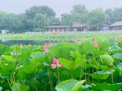 -后海公园