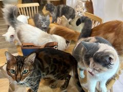 -楼上猫咖(罗湖店)