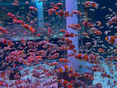 -海合安成都极地海洋公园
