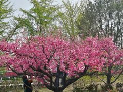 -莲花池公园