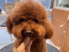 -爱宠屋pet shop·宠物洗澡·宠物美容