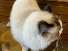 -Cafe Alice咖啡爱丽丝(奥城店)