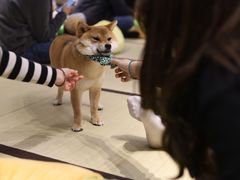 -逗柴咖啡屋·狗咖猫咖宠物桌游