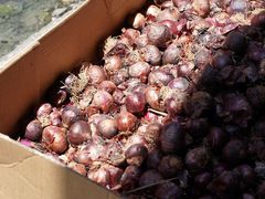 -金兴利茶室(新苏兰店)