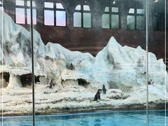 -帝企鹅自助餐厅•儿童岛•真企鹅(长隆企鹅酒店)