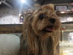 -more than meow吴止猫主题餐厅(承德 中船汇店)