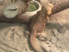 -上海大自然野生昆虫馆(东方明珠·爬宠昆虫探索中心)