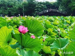 -嘉定紫藤园