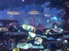 -迪拜帆船酒店海底餐厅