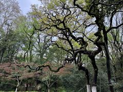-灵谷景区