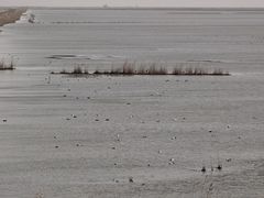 -盐城丹顶鹤湿地生态旅游区