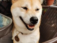 -柴犬高等学院·狗咖·柴犬售卖·宠物训练