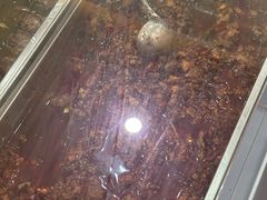 -鸿运兔·手撕烤兔(天府广场店)