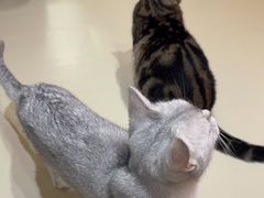 -三花喵·撸猫购宠·宠物生活馆(虹桥南丰城店)