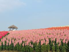-径山花海