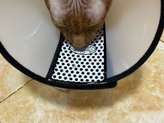 -天宠宠物医院24小时·急重症诊疗中心·全科·腔镜特色(和平分院)