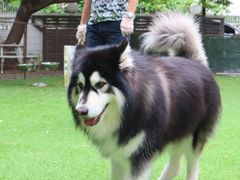 -Dog in Town Ekkamai