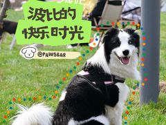 -爪吧宠物乐园 (温榆河示范区店)