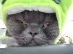 -爱洗澡的猫(望京店)