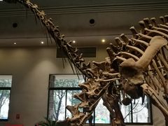 -自贡恐龙博物馆